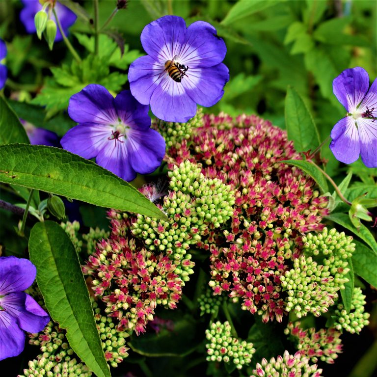 Lista: 20 perenner som passar som snittblommor