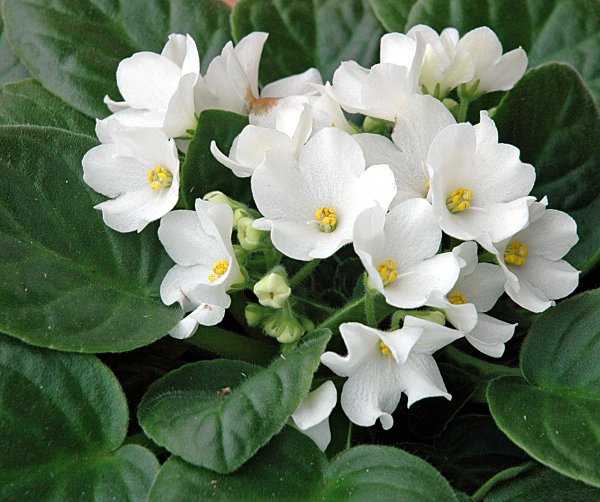 Saintpaulia - Säsongens Bästa